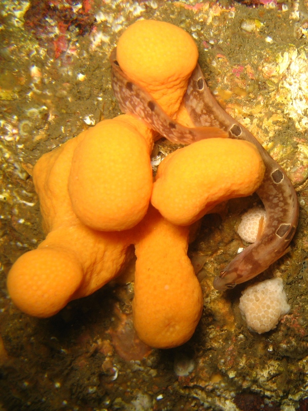 2009-05-23 St Abbs 064.jpg